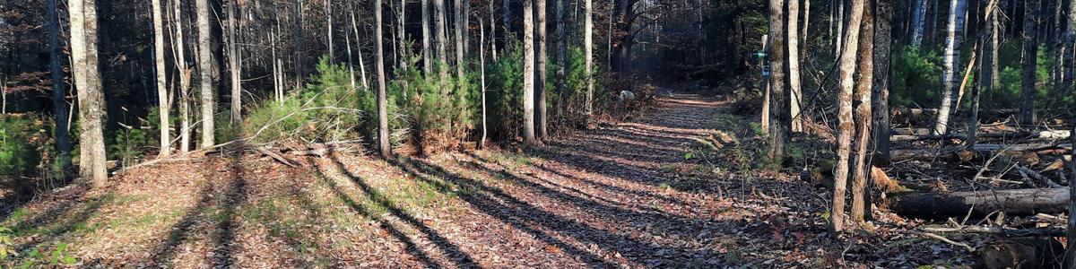 Late afternoon sun creates shadows on a wide and leafy trail