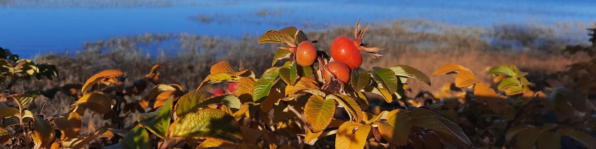 Rose hips in the fall with the ocean in the background