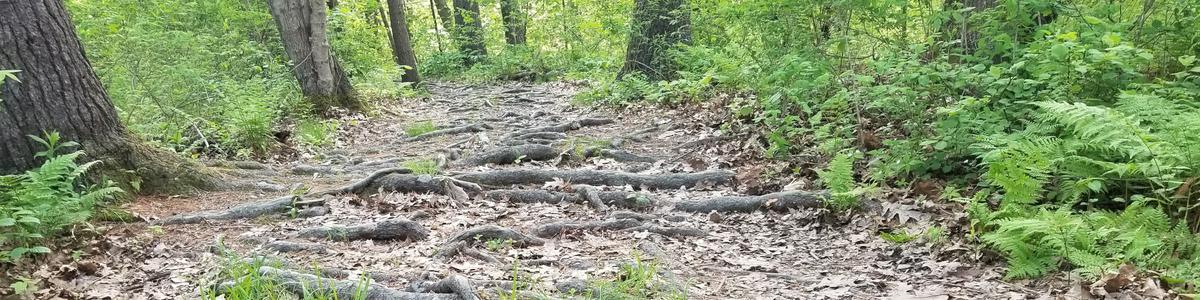 Roots cross over a forested trail