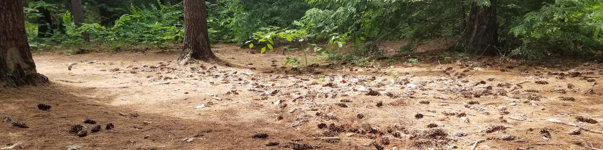 Pinecones are strewn over a pine needle-laden trail