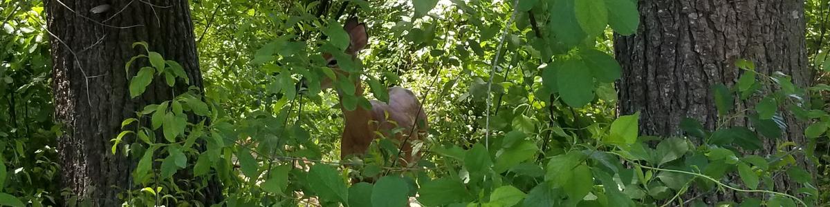 A white tailed deer peeks out from behind green vegetation