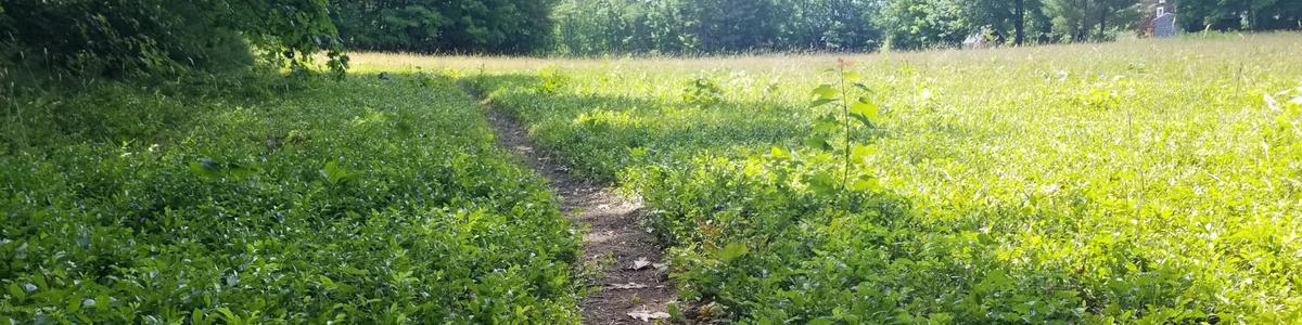 A narrow path through a field with shadows and sun