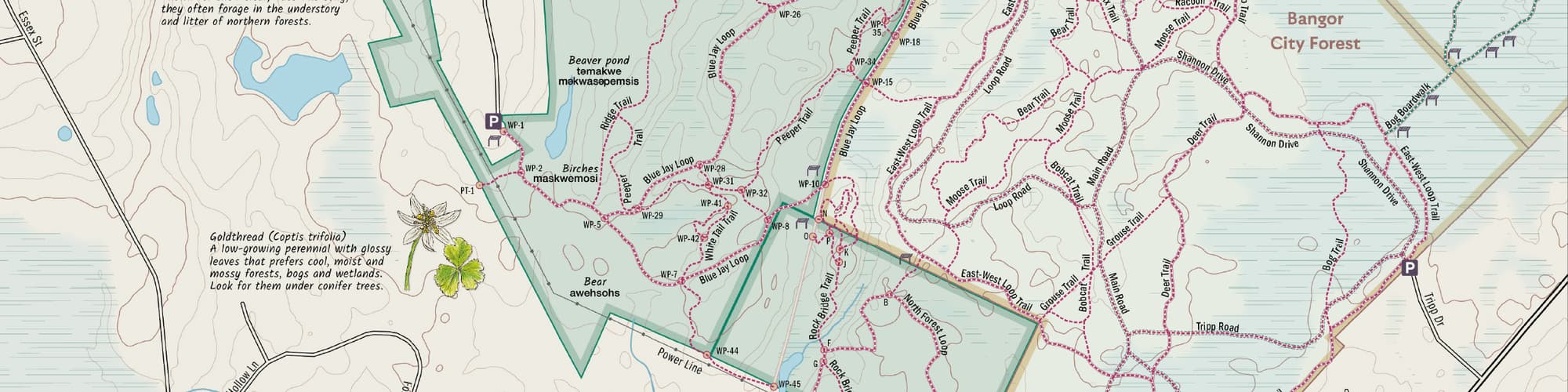 section of a trail map showing network of interconnecting red trail lines crossing open space properties in bangor maine