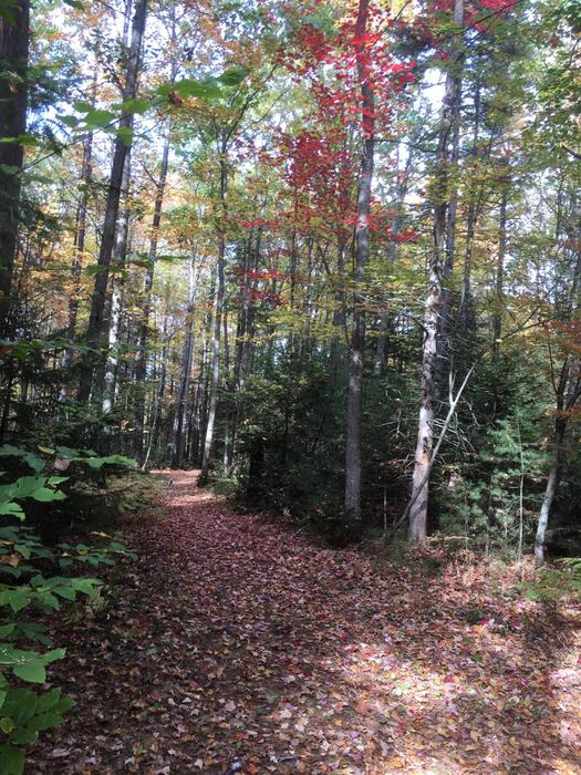 (Credit: Trail in fall)