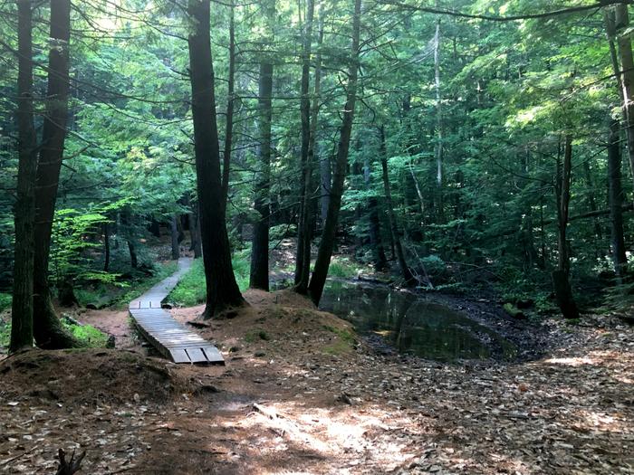 Trail near Rummels Field (Credit: Nicole Grohoski)