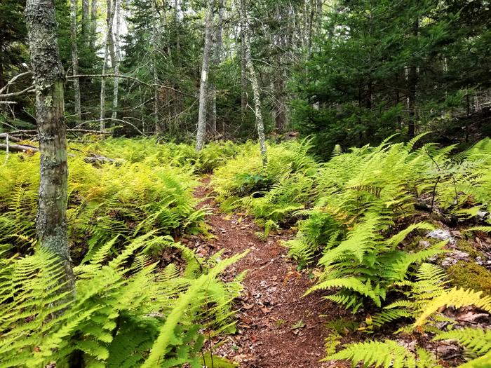 (Credit: Julia McLeod)