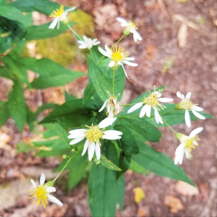 (Credit: Julia McLeod)