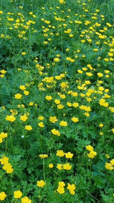 Wildflowers (Credit: Theresa Carr)