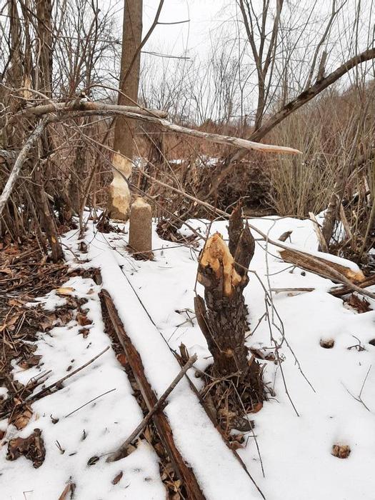 Fresh beaver activity off the west branch Piscataqua River (Credit: Sarah McDaniel)