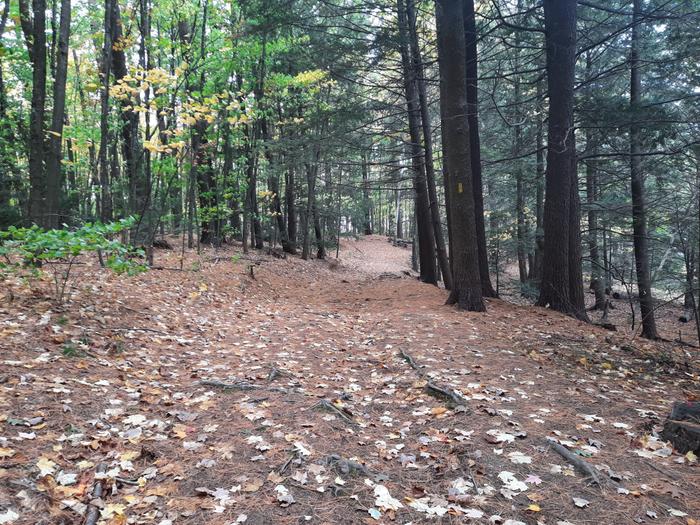 Steep hill above the beach. (Credit: Enock Glidden)