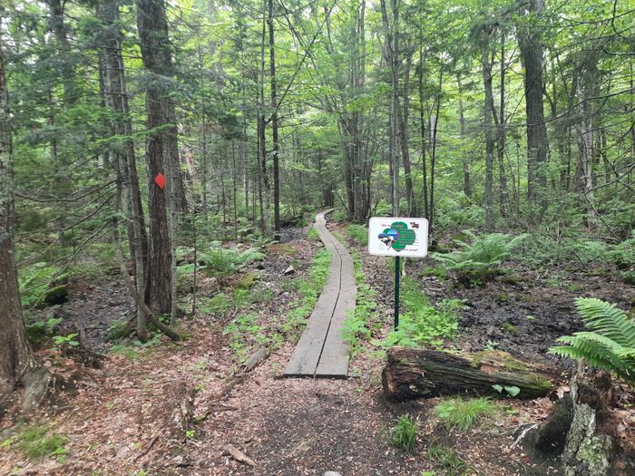 Bog bridges at the beginning of the trail (Credit: Enock Glidden)