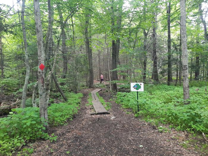 Bog bridge on the second trail from the parking lot. (Credit: Enock Glidden)