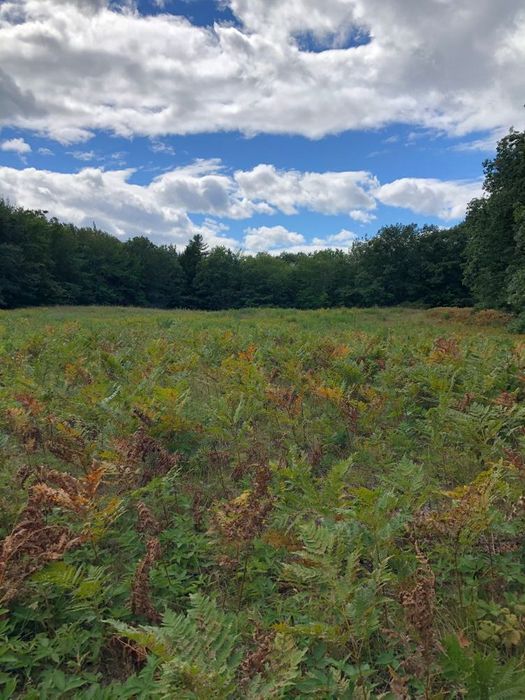 Hutchinson Pond Trail