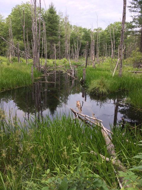 RRCT (Credit: View of beaver swamp)