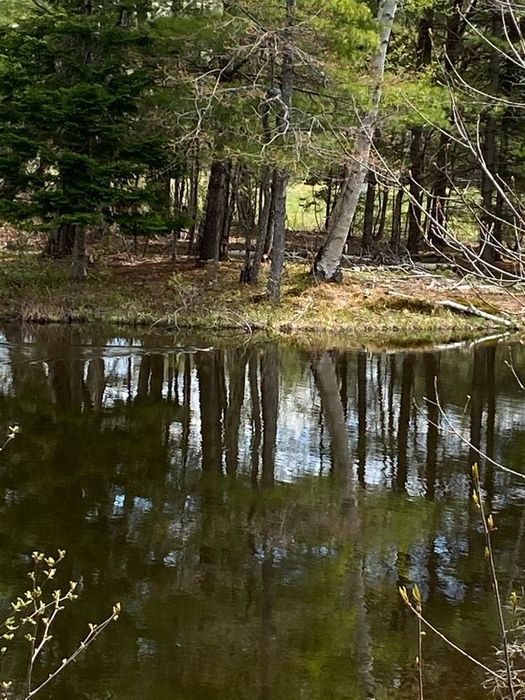 Muskrat in pond. (Credit: J. Gray)