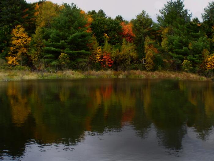 RRCT (Credit: Beaver pond)