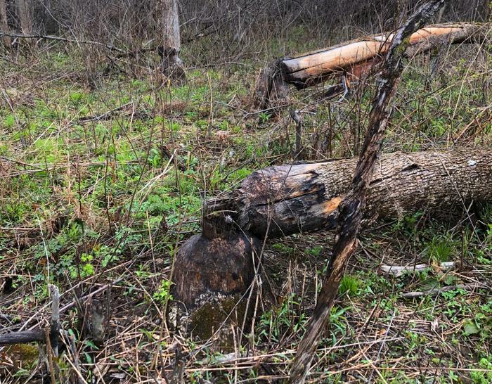 Beaver activity along Presque Isle Stream (Credit: Zip Kellogg)