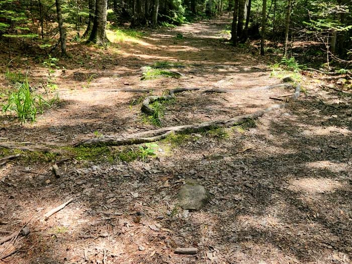 Roots in trail (Credit: Enock Glidden)