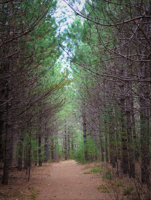 Intervale Trail (Credit: LELT)