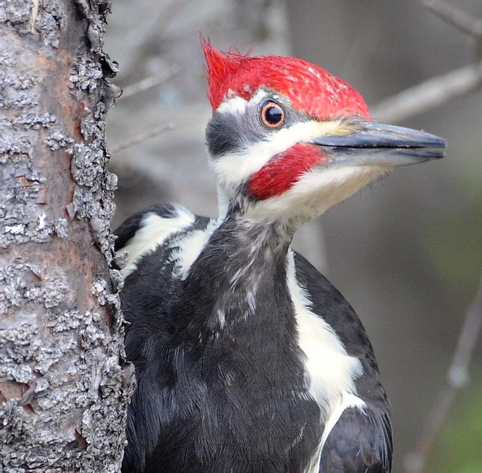 M&egrave;mak (Pileated Woodpecker) (Credit: RRCT)