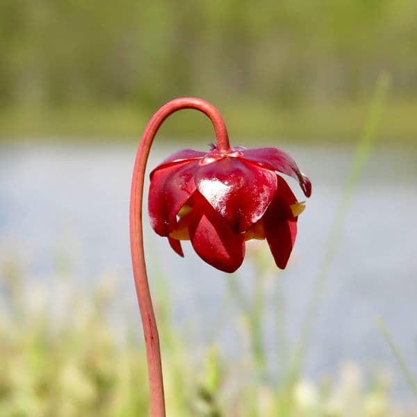 Cranberry Pond (Credit: Hope Rowan)