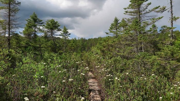 Cranberry Pond (Credit: Hope Rowan)