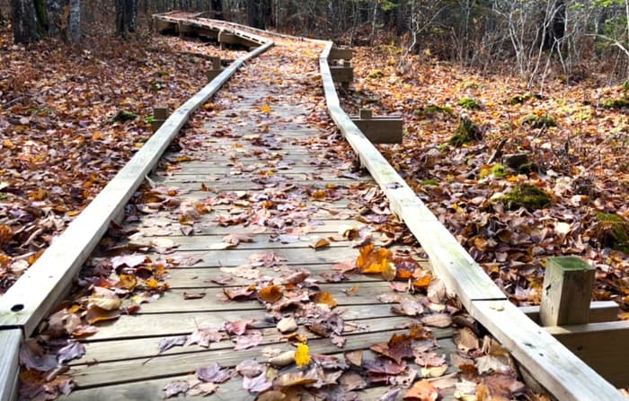 Deer Isle Stonington Elementary School Nature Trail