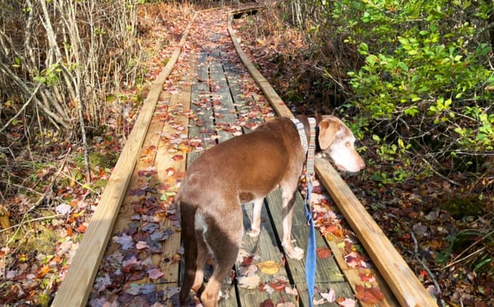 (Credit: Hope Rowan)