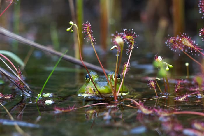 Sundews and frog, Deasey Ponds (Credit: NPS / Sarah King)