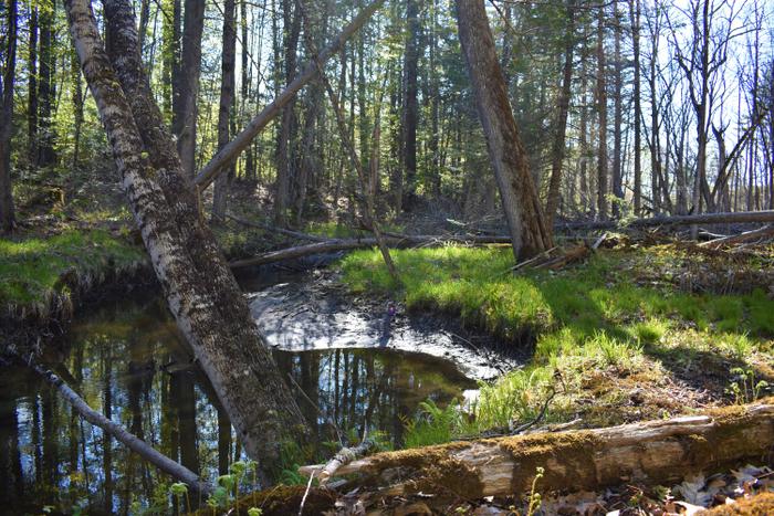 Beaver Flowage (Credit: SWT)