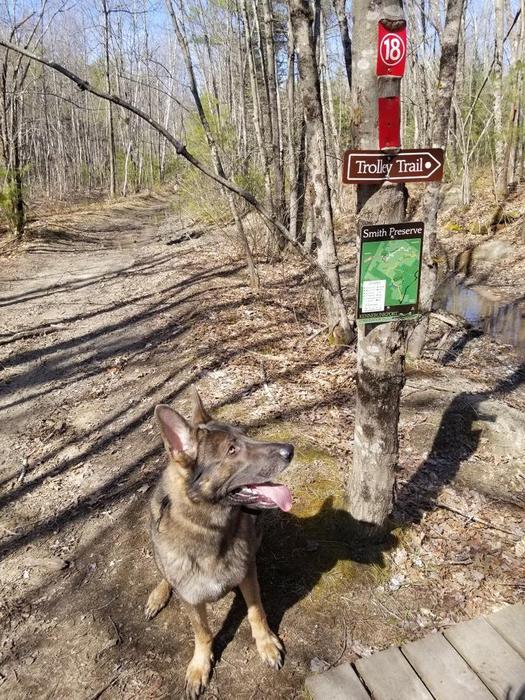 Dog at the terminus