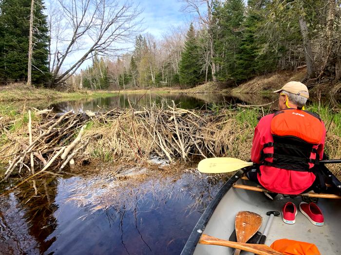 Evidence of beavers at a tributary (Credit: Zip Kellogg)