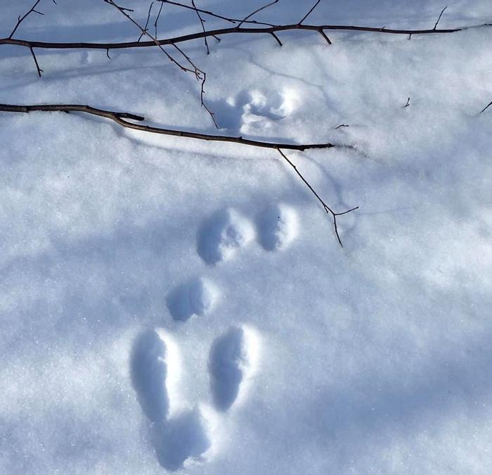 Tracks (Credit: Francis Malcolm Science Center)