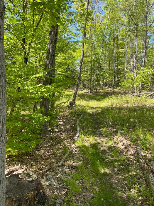 Grassy Section of Ravine Trail (Credit: BTLT)