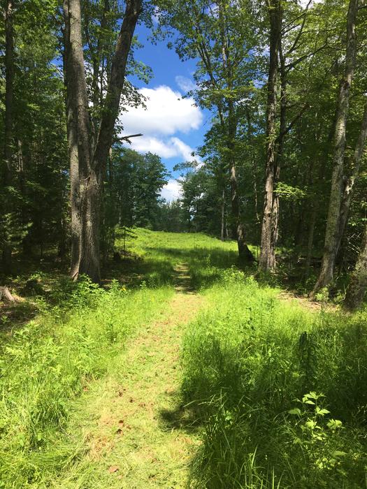 Grassy section of Woods Road near parking (Credit: BTLT)