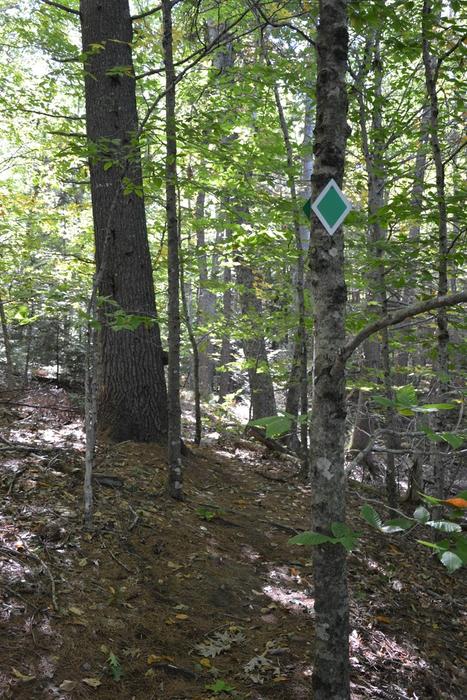 Hastings Trail through the woods (Credit: Maine Trail Finder)