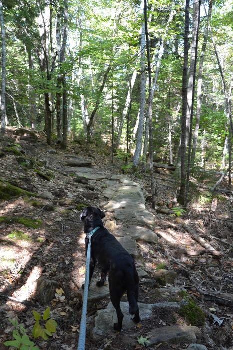 Raven on the rock bridge (Credit: Maine Trail Finder)