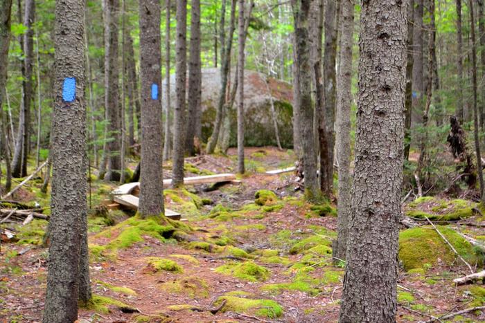 Glacial erratic along the trail (Credit: Blue Hill Heritage Trust)