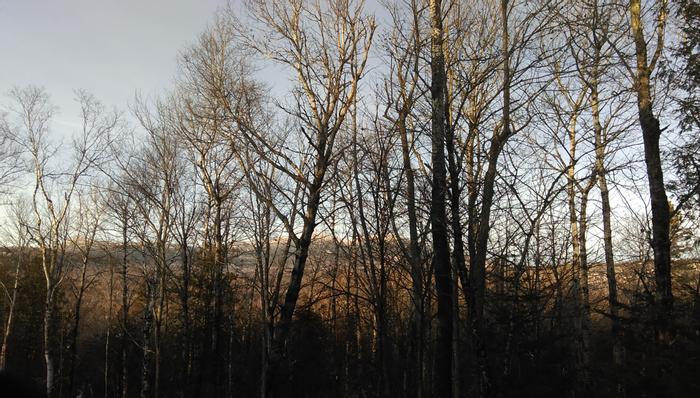 The Bigelow range peaks out through the tree from the trails at the SOC (Credit: CCGIS)