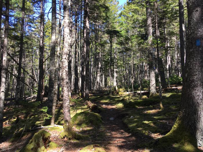 Hiking through the woods