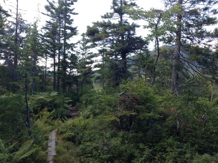 Roaring Brook Nature Trail