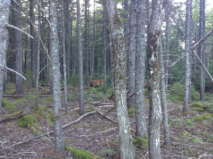 Roaring Brook Nature Trail