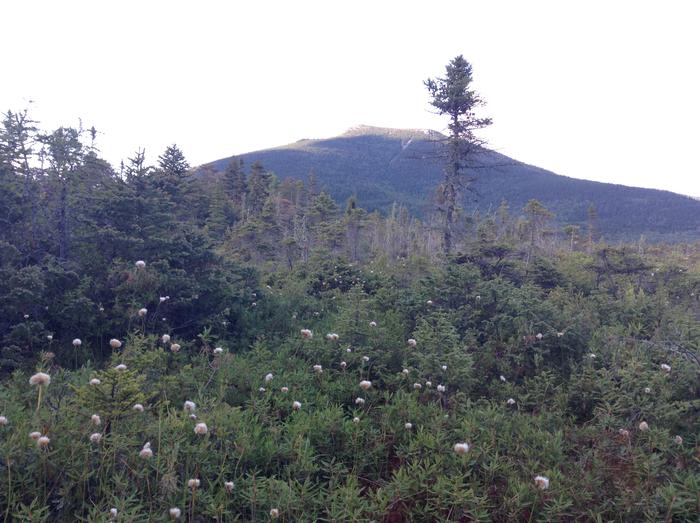 Roaring Brook Nature Trail