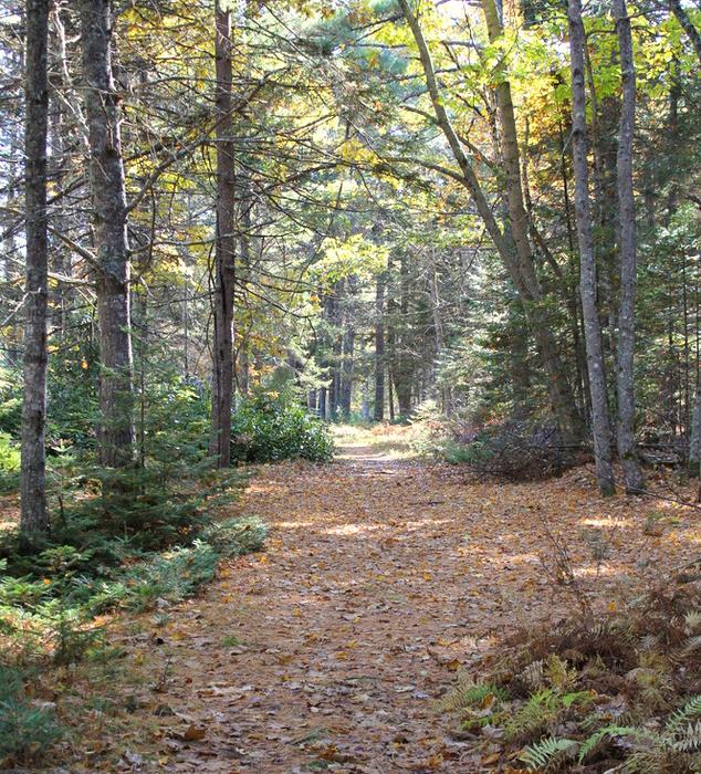 Wide carriage trail in the fall (Credit: Woodlawn Museum)