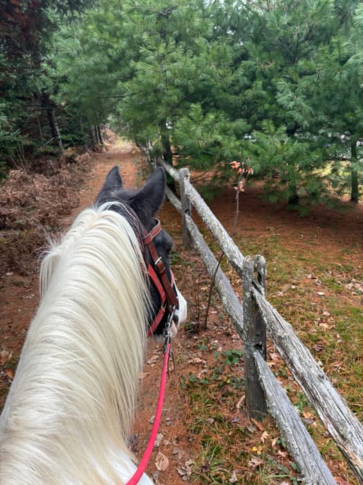 (Credit: Martin Woods Farm)