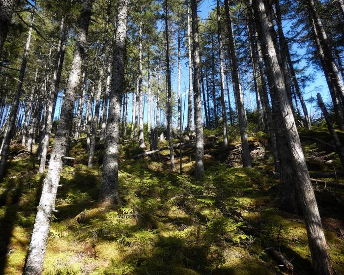 Spruce-fir forest (Credit: Maine BPL)