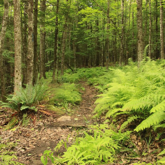 The blue trail is significantly narrower than the white trail. (Credit: Enock Glidden)