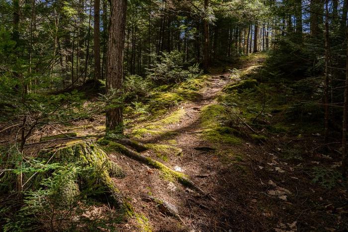 Kelsey Brook Trail (Credit: FCT)