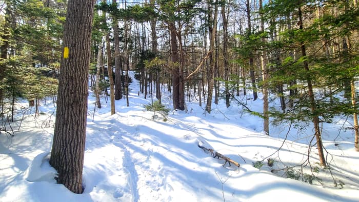 (Credit: Silvia Cassano)