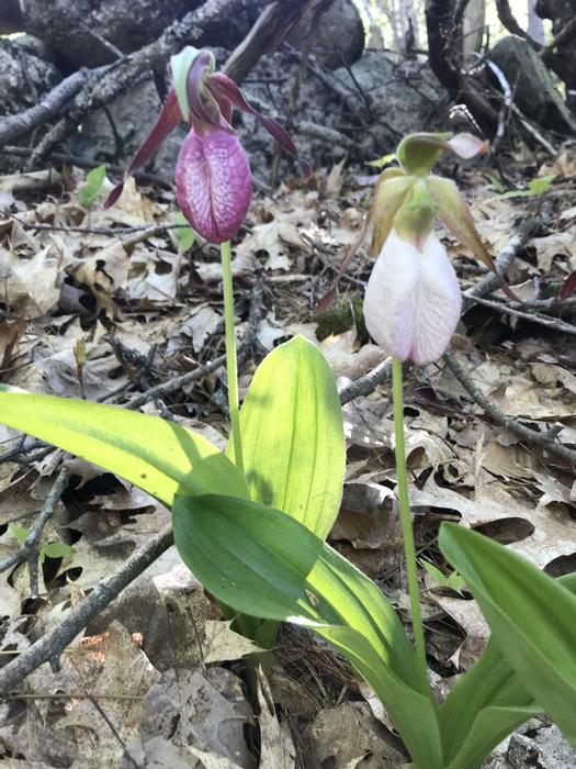 Lady slippers (Credit: RRCT)